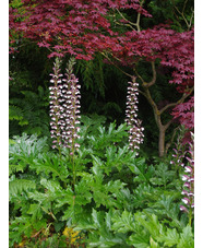 Acanthus mollis