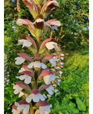 Acanthus mollis