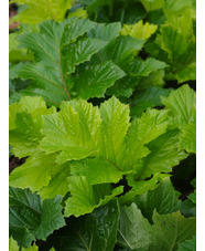 Acanthus mollis 'Hollard's Gold'