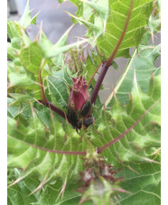 Acanthus sennii