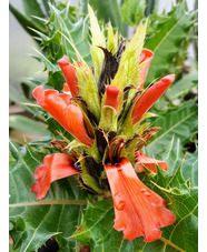 Acanthus sennii