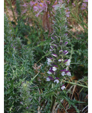 Acanthus spinosus Spinosissimus Group