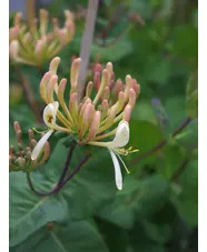 Lonicera etrusca 'Michael Rosse'