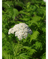 Achillea chrysocoma 'Grandiflora'