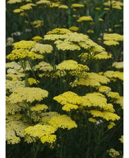 Achillea 'Credo'