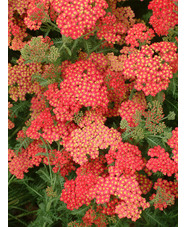 Achillea 'Fanal'