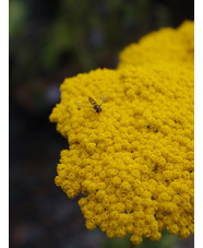 Achillea filipendulina 'Gold Plate'