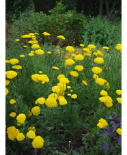 Achillea filipendulina 'Gold Plate'