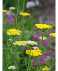 Achillea filipendulina 'Gold Plate'