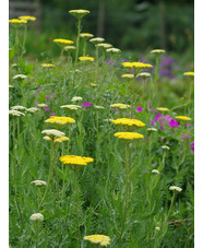 Achillea filipendulina 'Gold Plate'
