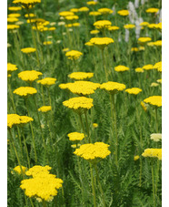 Achillea filipendulina 'Gold Plate'