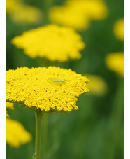 Achillea filipendulina 'Gold Plate'