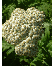Achillea chrysocoma 'Grandiflora'