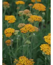 Wildlife Garden Border