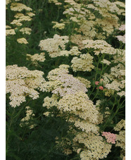 Achillea 'Lachsschönheit'