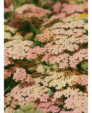 Achillea 'Lachsschönheit'