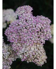 Achillea 'Lachsschönheit'