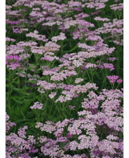 Achillea millefolium 'Cerise Queen'