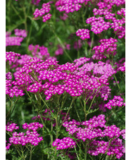 Achillea millefolium 'Cerise Queen'