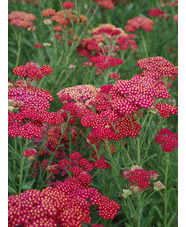 Achillea millefolium 'Red Velvet'