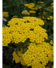 Achillea 'Moonshine'