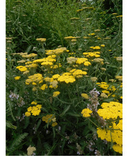 Achillea 'Moonshine'