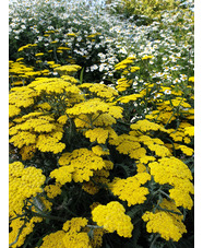 Achillea 'Moonshine'