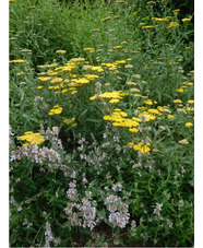 Achillea 'Moonshine'