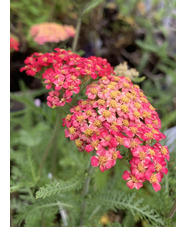 Achillea 'Paprika'