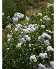 Achillea ptarmica 'The Pearl'