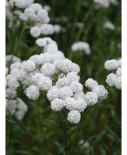 Achillea ptarmica 'The Pearl'