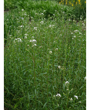 Achillea ptarmica 'The Pearl'