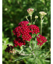 Achillea 'Summerwine'