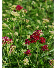 Achillea 'Summerwine'