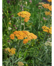 Achillea 'Terracotta'