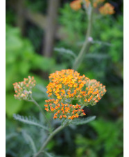 Achillea 'Terracotta'