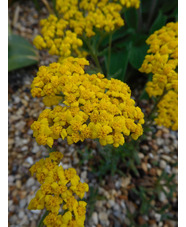 Achillea tomentosa 'Aurea'