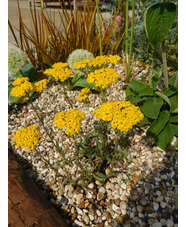 Achillea tomentosa 'Aurea'