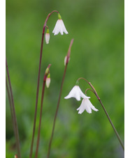 Acis autumnalis