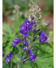 Aconitum carmichaelii 'Arendsii'