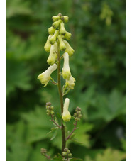 Aconitum lycoctonum subsp. vulparia