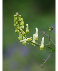 Aconitum lycoctonum subsp. vulparia
