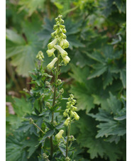 Aconitum lycoctonum subsp. vulparia