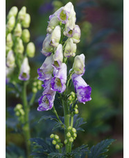 Aconitum x cammarum 'Eleanora' 