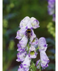 Aconitum x cammarum 'Eleanora' 