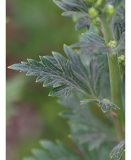 Aconitum x cammarum 'Eleanora' 
