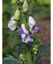 Aconitum x cammarum 'Eleanora' 