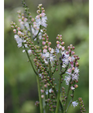 Actaea japonica 'Cheju-do'