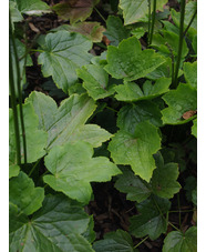 Actaea japonica 'Cheju-do'