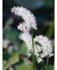 Actaea japonica 'Cheju-do'